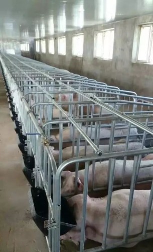 豬場母豬限位欄的安裝與優點可定制